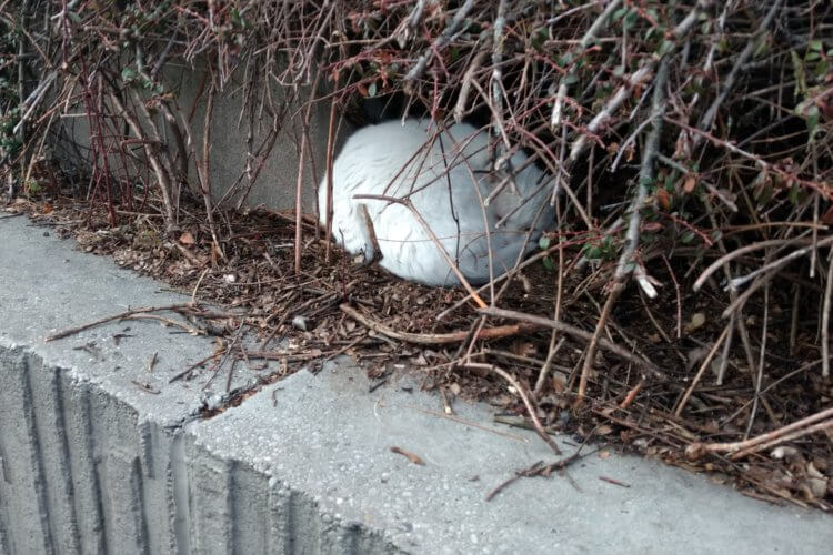 Die Katze für Pendler